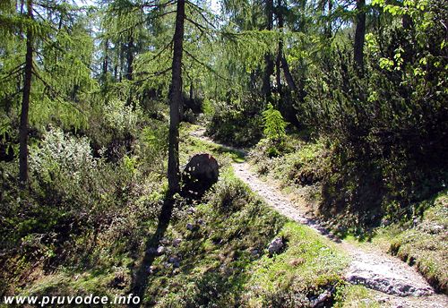 Steiglweg - del seky vedouc lesem